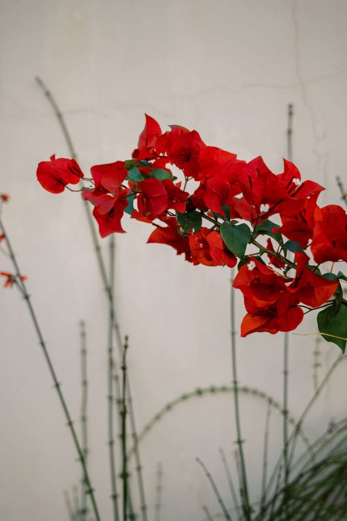 secretgarden wedding phoenix - arizona wedding photographer