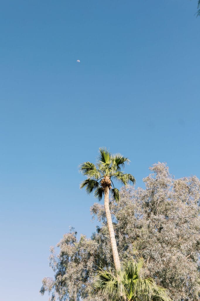 Photos at a Secret Garden Wedding in Phoenix